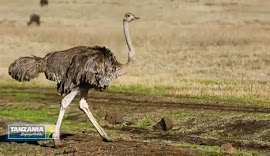 4-DAY LUXURY NORTHERN CIRCUIT SAFARI